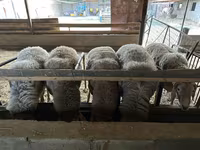Bélier, Rhon sheep — photo 1