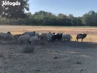 Ovce, Racka sheep — foto 2