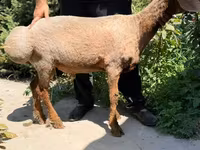 Beran, Rhon sheep — foto 2