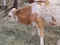 Kvæg (parti, køn ikke angivet), Simmental cattle — foto 4