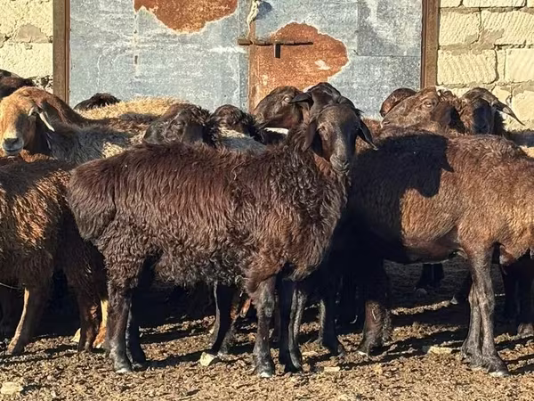 Ovce, Edilbay sheep