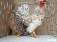 Chickens — รูปภาพ 6