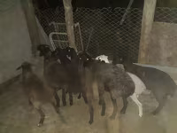 كبش, Hissar sheep — الصورة 2