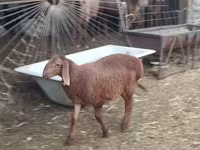 Montone, Rhon sheep — foto 1