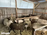 公羊, Merino sheep — 照片 6