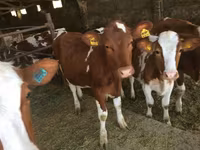 Sapi, Red-spotted breed — foto 4
