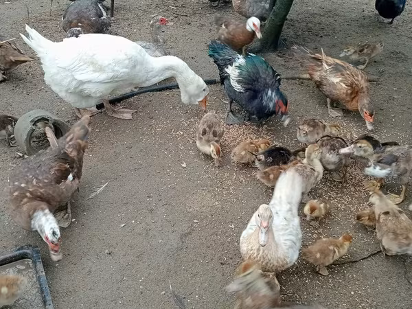 Утки