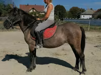 ঘোটকী, Polish pony — ছবি 1