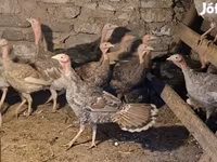 Turkeys — foto 3