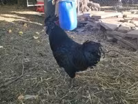 Ayam Cemani — zdjęcie 2