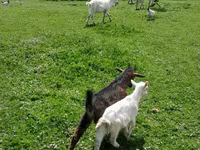Козёл, Козлы — фото 2