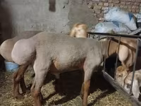 雄羊, Arashan sheep — 写真 2