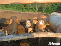 Ko, Simmental cattle — foto 2