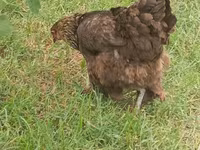 Brahma — foto 3