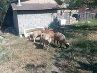 Wad, Sheep — sawirka 3