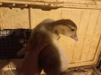 Ducks — Foto 2