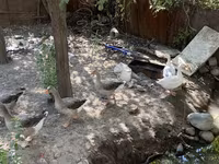 Geese — foto 2