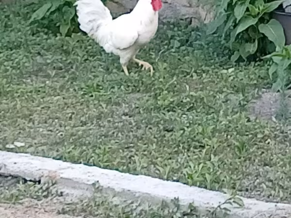 Chickens
