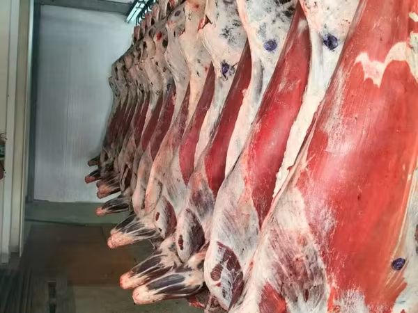 Говядина в тушах бычки (откорм)