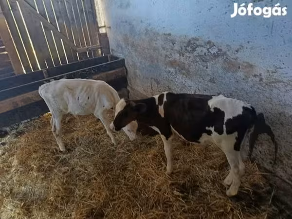 Býk, Russian Black pied cattle