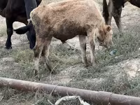 گاو نر, گاو — عکس 3