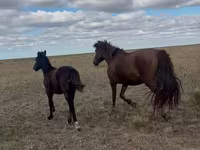 Kobyła, Kazakh horse — zdjęcie 2