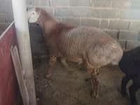 Beran, Arashan sheep — foto 1