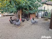 Chickens — foto 7
