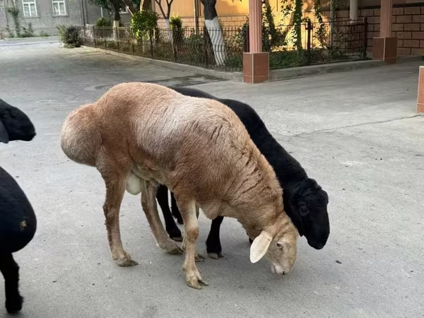 Montone, Rhon sheep