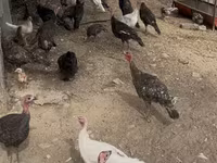 Turkeys — foto 4
