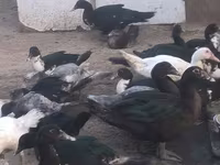 Ducks — عکس 1