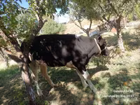 วัวตัวเมีย, Russian Black pied cattle — รูปภาพ 2