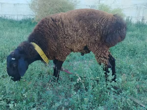 قوچ, Qashqai sheep