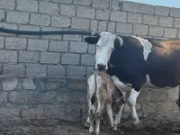 Krava, Simmental cattle — fotografija 2