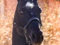 Kůň, Thoroughbred horse — foto 5