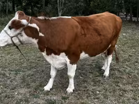 Krowa, Simmental cattle — zdjęcie 2