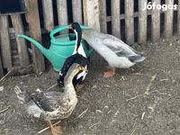 Ducks — الصورة 1