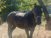 Cavalo, French Trotter — foto 2
