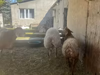 قوچ, Arashan sheep — عکس 3