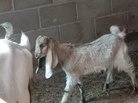 Ziegenbock, Nubian Goat — Foto 3
