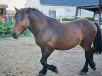 Kuda jantan, Međimurje horse — foto 3