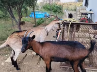 بز ماده, بز — عکس 3