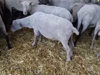قوچ, گوسفند — عکس 2