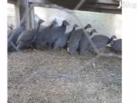 Guinea fowl — foto 3