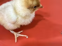 Chickens — عکس 2