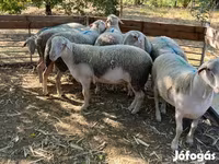 Ram, Schapen — foto 1