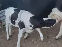 گاو ماده, Russian Black pied cattle — عکس 2