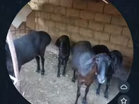 میش, گوسفند — عکس 2
