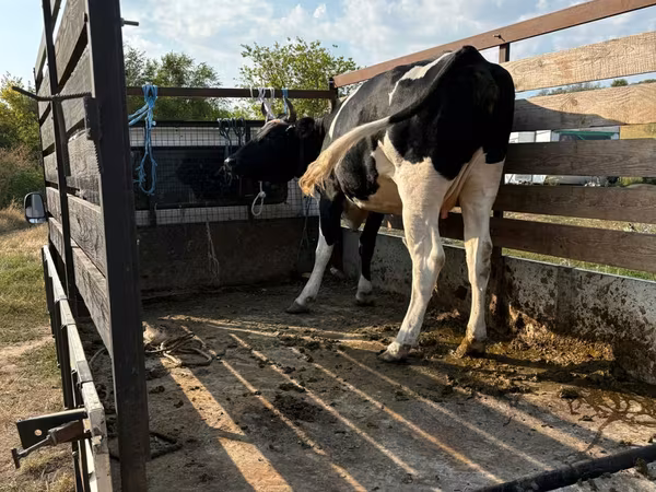 گاو ماده, Russian Black pied cattle