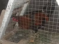 Chickens — foto 2